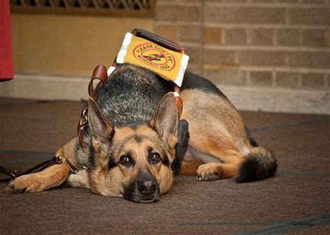 14 Things You Didnt Know About The German Shepherd Dog Inside Dogs World