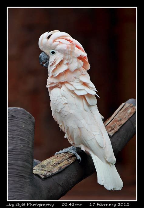 This opens in a new window. Moluccan Cockatoo or Salmon-crested Cockatoo (Cacatua molu ...
