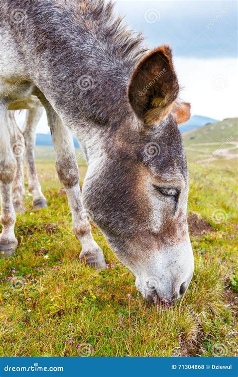 Grey Donkey Portrait Stock Photo Image Of Domestic 71304868