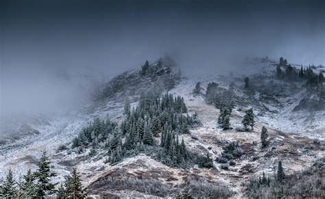 Foggy Mountain With Pine Trees · Free Stock Photo