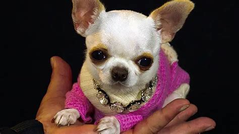 Meet Pocket Sized Pearl The Worlds Shortest Dog Cnn