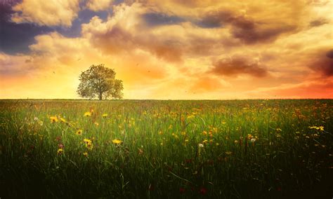 Lonely Tree Landscape Evening Cloud Flower Meadow Spring Nature Tree