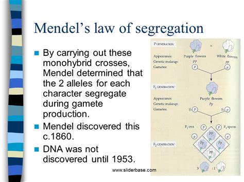 Mendel S Law Of Segregation Definition Explanation Biology Examples