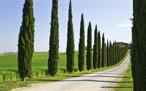 The Italian Cypress Tree Naturally Grows Straight As An Arrow And Needs
