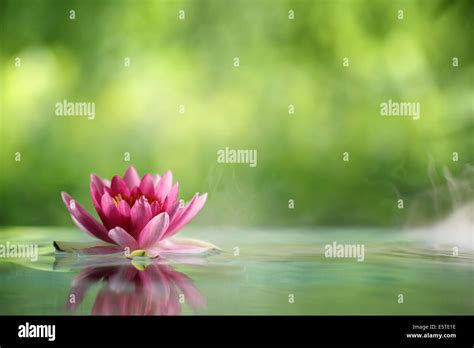 Water Lily Flowers Blooming In Pond Stock Photo Alamy