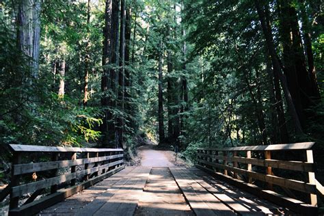 Free Images Tree Path Wood Trail Bridge Sunlight
