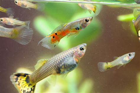 These two fishes have been together in the same tank for over two months without any action but over the holiday weekend they sure put an interesting show. Pregnant Guppy Fish Care | LoveToKnow