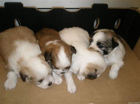 In search of new homes with loving families. ChihuahuaXJapanese Chin puppies 500 FOR SALE ADOPTION from ...