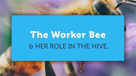 Everything You Wanted To Know About The Worker Bee