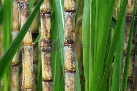 Close Up Of Sugarcane Plant By Photosoup Vectors And Illustrations Free