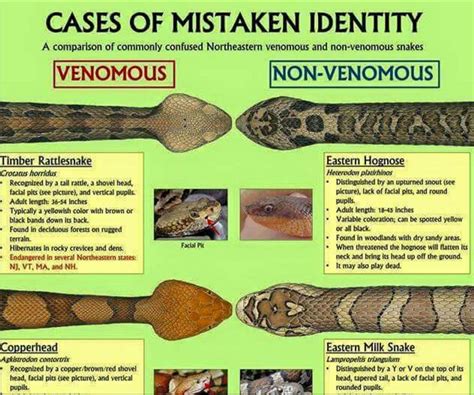 Venomous Snakes Infographic Survival Preppers Survival Survival