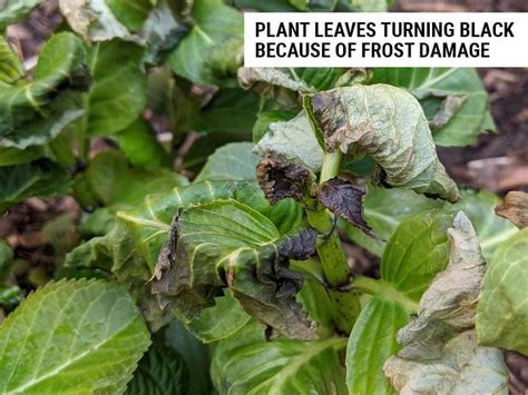 8 Causes Of Black Leaves On Plants And How To Fix World Of Garden