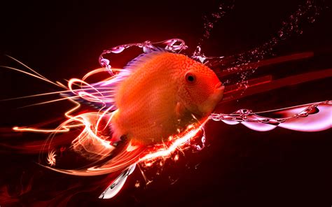 Fish Wallpapers Best Wallpapers