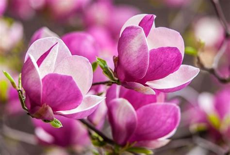Lynn greyling ha rilasciato questa immagine albero con fiori rosa con licenza di dominio pubblico. Fiori magnolia - fiori di piante - I fiori della magnolia
