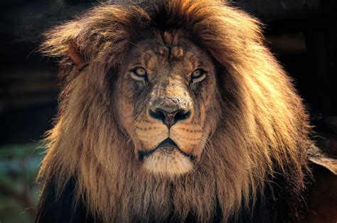 Animali Lion 4k Ultra Hd Sfondo