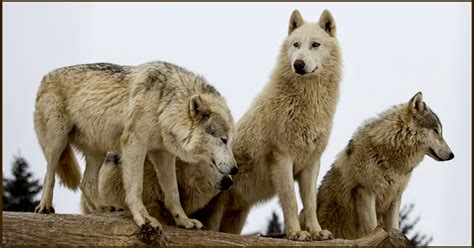 What Is You Rank In A Wolf Pack Quiz Photos