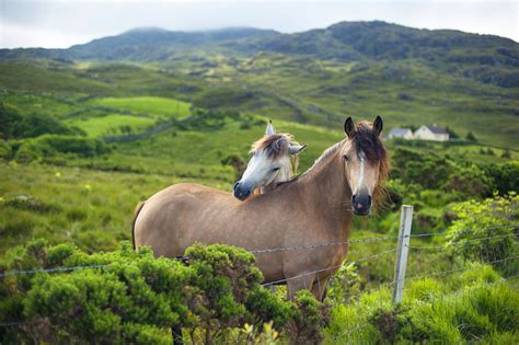 Horse Riding Killarney Ireland Ring Of Kerry Irish Horses