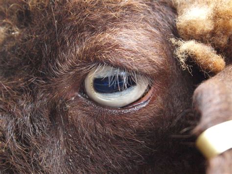 Sheeps Eye Herbivores Animals Eyes