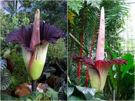 Dziwidło olbrzymie największy kwiat świata Putrella Amorphophallus titanum