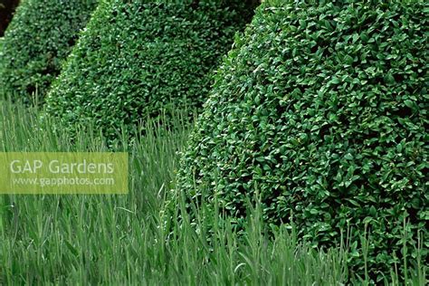 Buxus Sempervirens T Stock Photo By Fiona Mcleod Image 0064638
