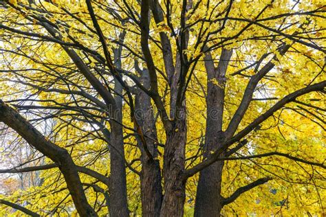Old Maple Tree Branch In Autumn Stock Image Image Of Fall Park 45673937