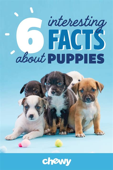 Fun Facts About Puppies Puppy Facts Puppy Socialization Newborn Puppies