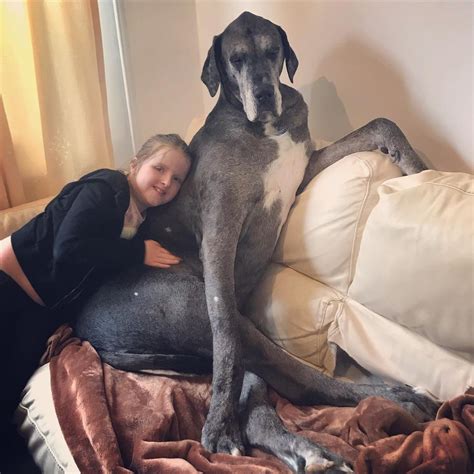 Meet Freddy The 7 Foot Great Dane Who Is The Tallest Dog In The World