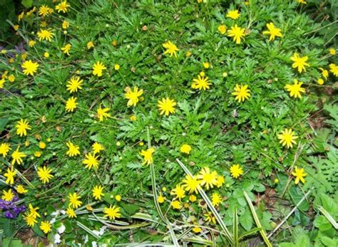 See more ideas about daylilies, milkweed, garden. Euryops (Bush Daisy)