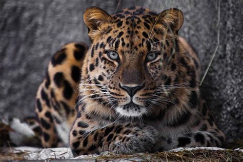 Amur Leopard Animal Facts Panthera Pardus Orientalis Az Animals