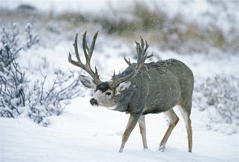 Monster Muley In Snow By D Robert Franz
