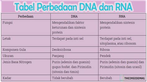 Pengertian Ciri Ciri Persamaan Dan Perbedaan DNA Dan RNA Lengkap