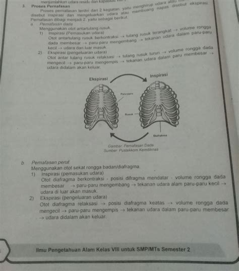 Rongga perut kemudian akan mengalami penurunan ke bagian bawah. Jelaskan Mekanisme Inspirasi Pada Sistem Pernapasan ...