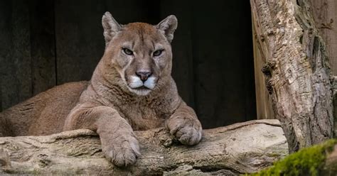 Cougars Interesting Facts Simply Ecologist