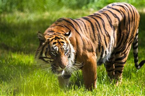 A Sumatran Tiger Which Originally Inhabits The Indonesian Island Of