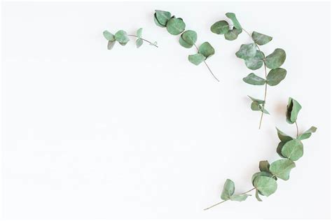 Ayuda a eliminar la fatiga que viene de la diabetes. Plantas Que Curan Y Sanan La Diabetes : Los 10 Mejores ...