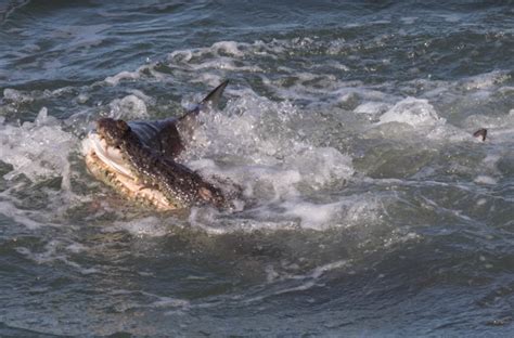 Watch Crocodile Snatches A Shark In The Salty Shallows Predator Vs