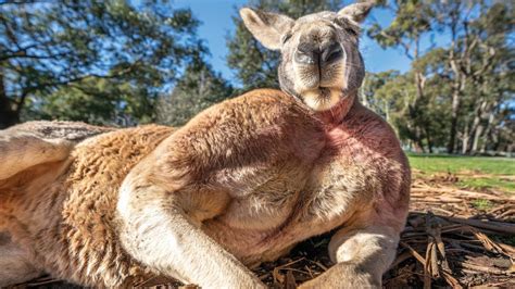 Why Are Kangaroos So Jacked The 17 New Answer