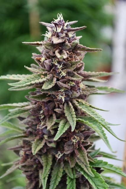 Royal Purple Kush Cbd Regular Seeds Emerald Triangle Cannabis Seeds