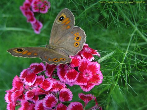 Cveće verbena je jednogodišnja biljka, jedna od najlepših cvetnica. Fotografije i slike cveća za desktop