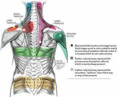 8 Trigger Point Referral Charts Ideas Trigger Points Therapy