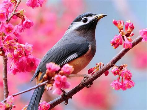 Free Download Beautiful Birds Wallpapers Birds Desktop Wallpapers