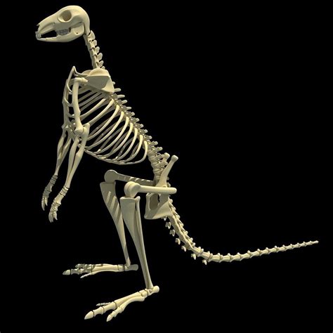 Kangaroo Skeleton 3d Model Cgtrader