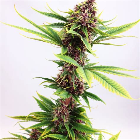 Blue Amnesia Autoflowering Marijuana Seeds - Pacific Seed Bank