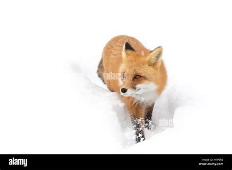 Red Fox Vulpes Vulpes Walking In The Winter Snow In Algonquin Park