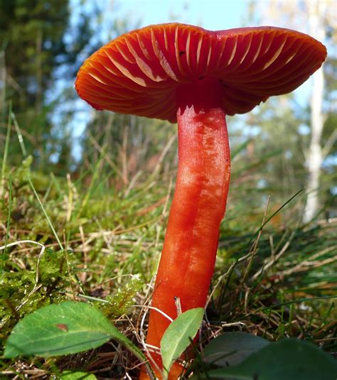 Red Mushroom Free Photo Download Freeimages