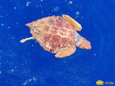 Loggerhead Sea Turtle On Tales An Affordable Luxury Experience You
