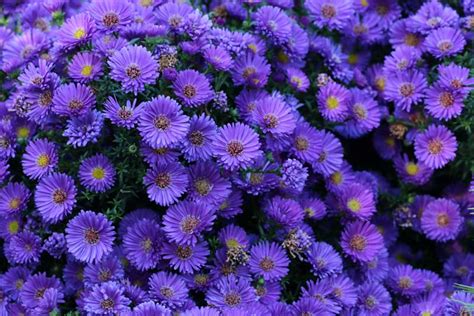 33 Gorgeous Purple Perennials Photos Garden Lovers Club