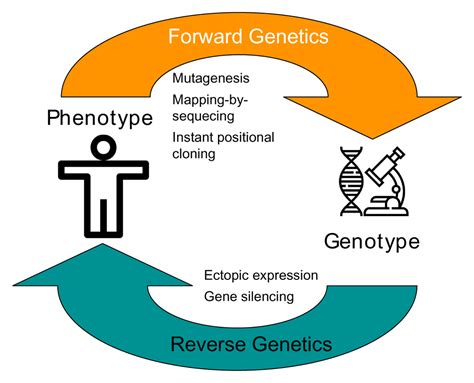 moving forward with forward genetics a summary f1000research