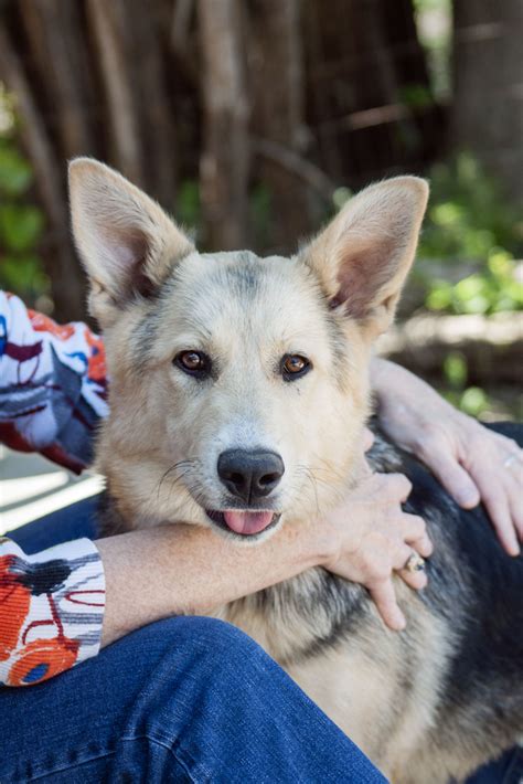 There is also a great chance you'll find a needy golden shepherd up for adoption. German Shepherd Rescue Central Texas: Current Companion ...