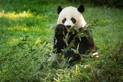Giant Panda Gives Birth At National Zoo In Washington Dc